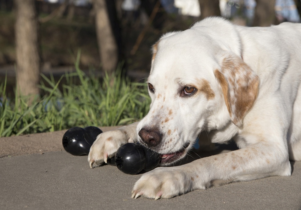 Kong Goodie Bone Large