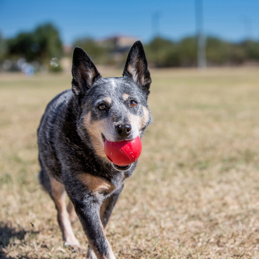 Kong Ball Medium/Large roja