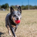 Kong Ball Medium/Large roja