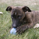 Kong Puppy Ball Medium/Large