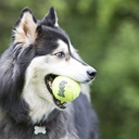 Kong Squeakair pelota con lazo