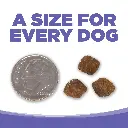 NS_SmallMedPuppy-07.webp