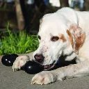 bone ex3.webp