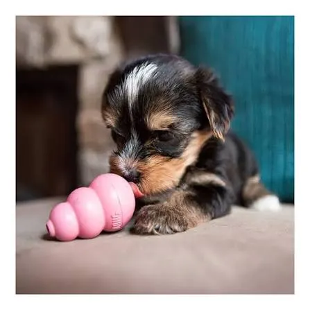 kong puppy2.webp