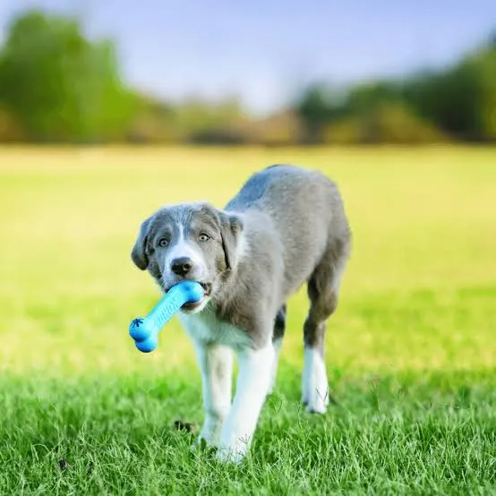 bone perro.webp