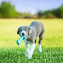 bone perro.webp