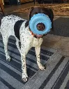 perro tire.webp