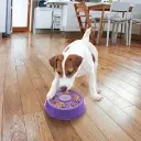 licks lila1.webp