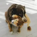 lion2.webp