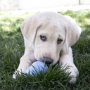 Kong Puppy Small