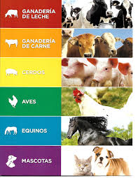 Alcames Unguento veteriano 100g