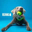 pelota.webp