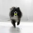 pelota pq.webp