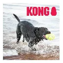 airdog.webp