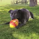 flexball1.webp