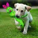 conejo verde.webp