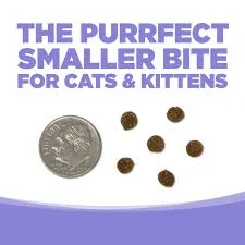 salmonkittie2.webp