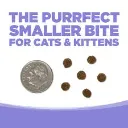salmonkittie2.webp