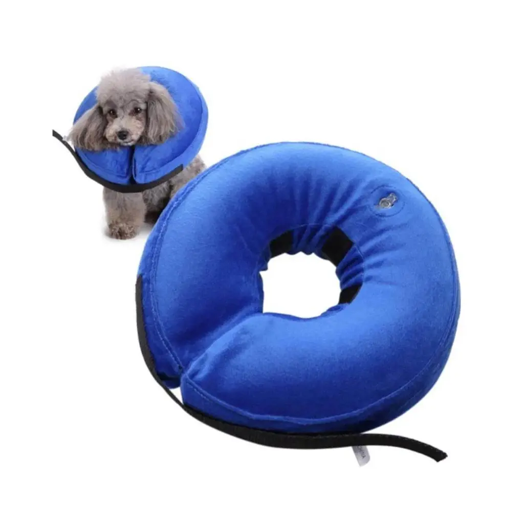 Dukes collar isabelino de dona azul S/M