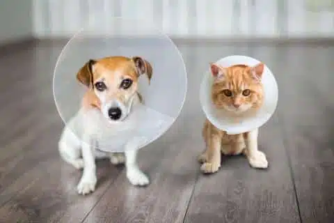 Collar Isabelino (Talla 10)