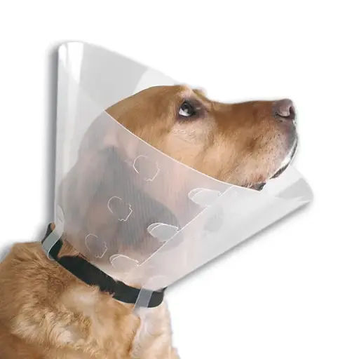 Collar Isabelino (Talla 15)