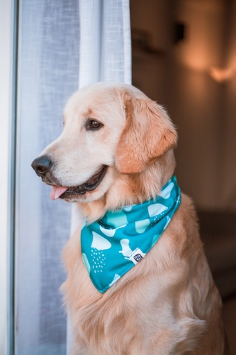 Pañuelos para Mascota