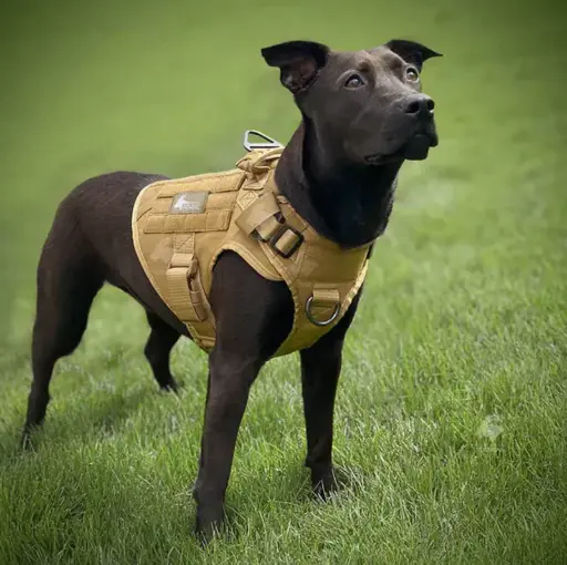 Pechera Tactica Talla S 